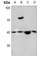 1 - Anti-THRB Antibody AP51563