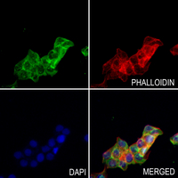 3 - Anti-TIMP4 Antibody AP51565