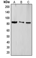 1 - Anti-TLE4 Antibody AP51567