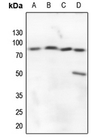 1 - Anti-A20 Antibody AP51570
