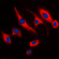 3 - Anti-SCC-S2 Antibody AP51572