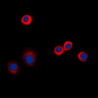 3 - Anti-CD120b Antibody AP51574