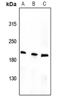1 - Anti-Tensin 1 (Phospho-Y1326) Antibody AP51576