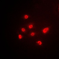 3 - Anti-p63 Antibody AP51582