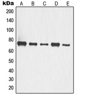 1 - Anti-p63 Antibody AP51582