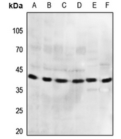 1 - Anti-GPR175 Antibody AP51583