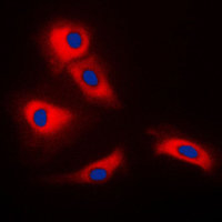 3 - Anti-TRAF3 Antibody AP51584