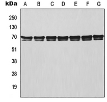 1 - Anti-TRAF3 Antibody AP51584