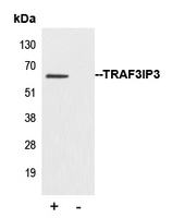 5 - Anti-TRAF3IP3 Antibody AP51586