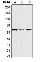 1 - Anti-TRAF3IP3 Antibody AP51586