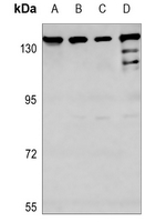1 - Anti-TIF1 alpha Antibody AP51587