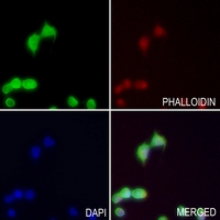 3 - Anti-TRIP13 Antibody AP51588