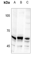 1 - Anti-TRIP13 Antibody AP51588
