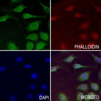 3 - Anti-TRPV4 Antibody AP51589