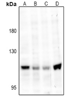 1 - Anti-TRPV4 Antibody AP51589