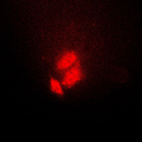 3 - Anti-TSC22 Antibody AP51591