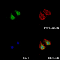 3 - Anti-Gamma-tubulin Antibody AP51592