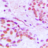 19 - Anti-Gamma-tubulin Antibody AP51592