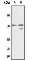 1 - Anti-Gamma-tubulin Antibody AP51592