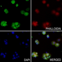 3 - Anti-UBA7 Antibody AP51596