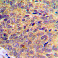 19 - Anti-UBA7 Antibody AP51596