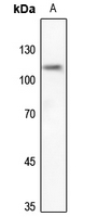 1 - Anti-UBA7 Antibody AP51596
