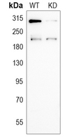 0 - Anti-UBR5 Antibody [KO/KD Validated] AP51600