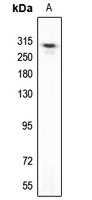 1 - Anti-UBR5 Antibody [KO/KD Validated] AP51600