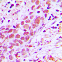 19 - Anti-USF2 Antibody AP51602