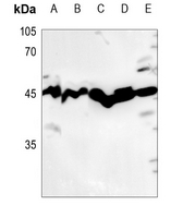 1 - Anti-USF2 Antibody AP51602