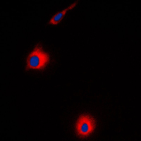 3 - Anti-USP30 Antibody AP51604