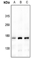 1 - Anti-USP42 Antibody AP51605
