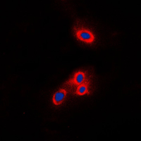 3 - Anti-VAV2 Antibody AP51606