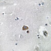 19 - Anti-VAV2 Antibody AP51606