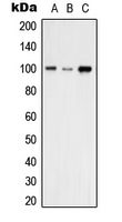 1 - Anti-VAV2 Antibody AP51606
