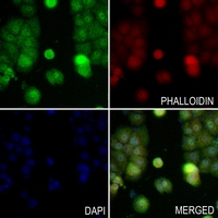 3 - Anti-VCP Antibody AP51607