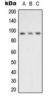 1 - Anti-VCP Antibody AP51607
