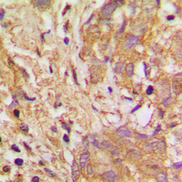 19 - Anti-VEGFB Antibody AP51608