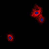 3 - Anti-VGF Antibody AP51609