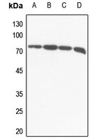 1 - Anti-VGF Antibody AP51609