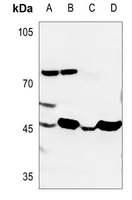 1 - Anti-VWA5A Antibody AP51610