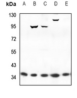 1 - Anti-WNT16 Antibody AP51613