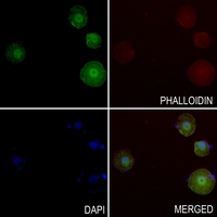 3 - Anti-XPA Antibody AP51614