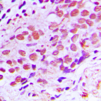 19 - Anti-XPA Antibody AP51614