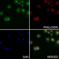 3 - Anti-XRCC1 Antibody AP51615