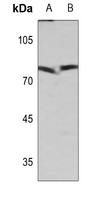 1 - Anti-XRCC1 Antibody AP51615