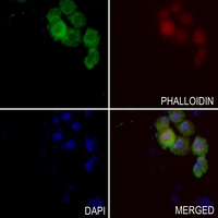 3 - Anti-XRCC2 Antibody AP51616