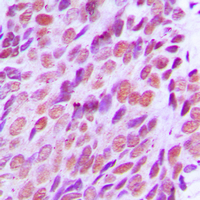 19 - Anti-XRCC2 Antibody AP51616