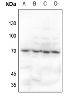 1 - Anti-Ku70 Antibody [KO/KD Validated] AP51617