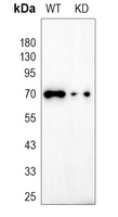 0 - Anti-Ku70 Antibody [KO/KD Validated] AP51618